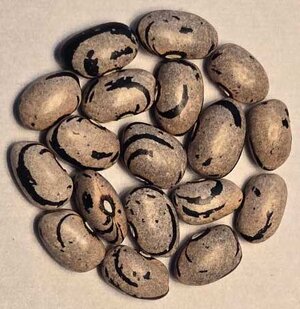 Bigaradda Gris Negre.jpg