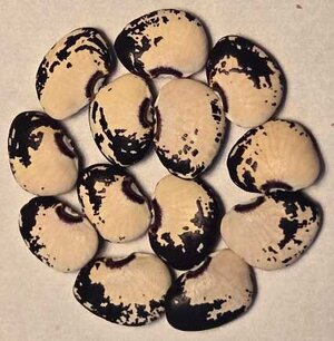 Bill Leech.jpg Bill Leech.jpg