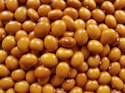 Amber Queen 2.jpg Amber Queen 2.jpg