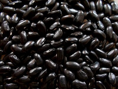 Gvnagei 2.jpg Gvnagei 2.jpg