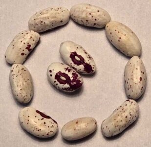 Centerville Special.jpg