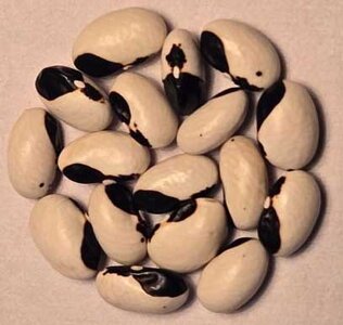 Cerna Tenecnice.jpg Cerna Tenecnice.jpg