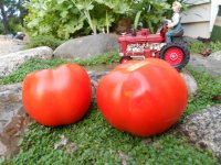 alaskan fancy tomatoes 8.23.13 002.JPG