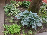 Hosta '15 bed4.JPG