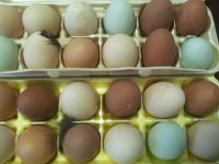 eggs 2015.jpg