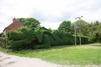 Dragon Hedge.jpg