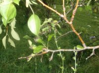 DSCF0204.JPG