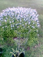 white pannicled perrennial in bloom.jpg