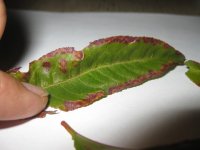 peach leaf.JPG