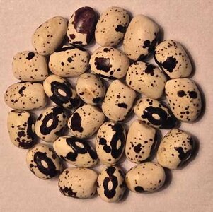 Draper's Glen OT.jpg