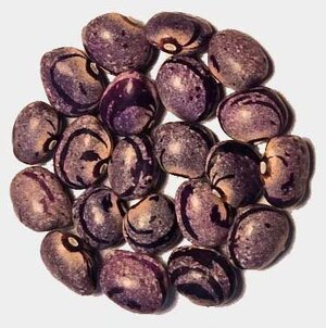 Forelle Fleiderfarben.jpg