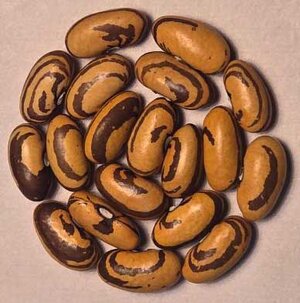 Haricot Crevette.jpg