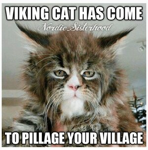 zVikingCat.jpg