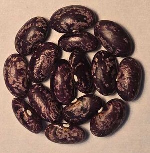 Ijevan Purple King.jpg