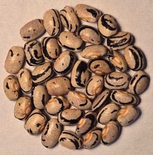 John Wynn Greasy.jpg