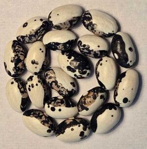 Karachaganak Bush.jpg