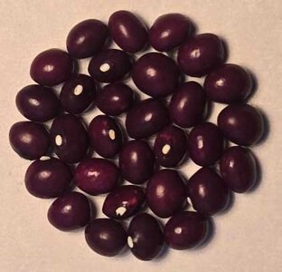 Letcher County Fall.jpg