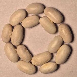 Little White Lion.jpg