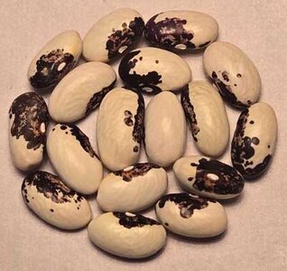 Mascarade De Briel Roya.jpg