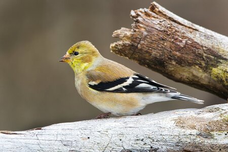 Male Goldfinch 5-D.jpg
