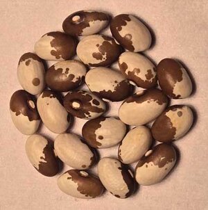 Nasieddu Marrone.jpg