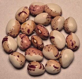 Nasieddu Panzareda.jpg