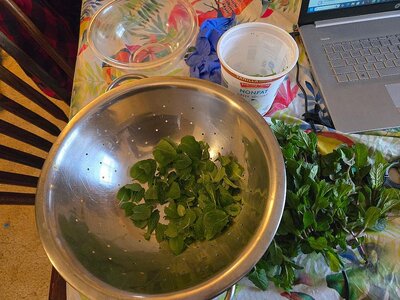 Mint sauce & jelly, 04-04-26, #1.jpg