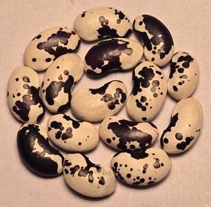 New Mexico Black & White Appaloosa.jpg