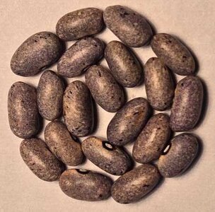 Pale Gray Lavender.jpg