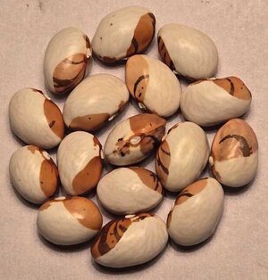 Peinsipps Zwefarbige.jpg