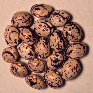 Romanian Specled Plum.jpg Romanian Specled Plum.jpg