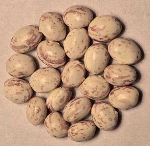 Schneebohne.jpg Schneebohne.jpg