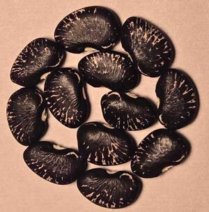 Son's Of Thunder 2.jpg