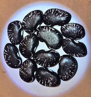 Son's Of Thunder.jpg