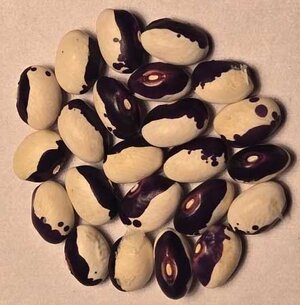 Stevenson's Blue Eye.jpg