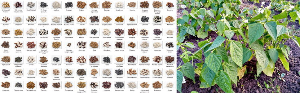 семена-2910.jpg