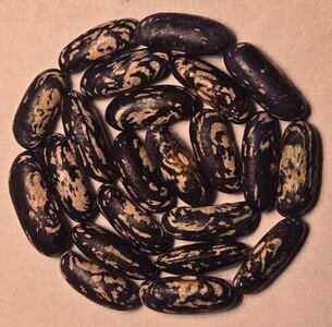 Tres Hatif de Massey.jpg