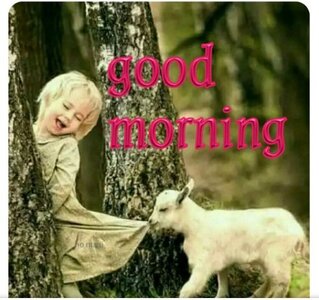good morning goat. girl.jpg