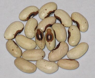 Victoria Brown Eyes.jpg