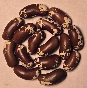 Victoria Brown Eyes OT 2-21.jpg