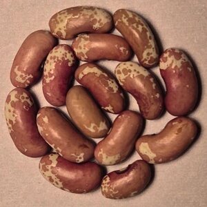 Victoria Brown Eyes OT 3-21.jpg