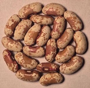 Victoria Brown Eyes OT 4-21.jpg