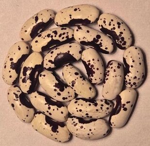 Victoria Brown Eyes OT 5-21.jpg