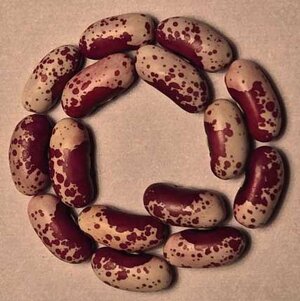 Victoria Brown Eyes OT.jpg