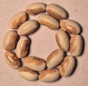 White Robin OT - 25.jpg