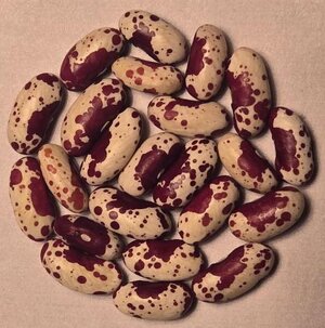 Victoria Borwn Eye OT-3-21-122.jpg