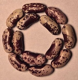 Victoria Brown Eyes OT Different Shade.jpg