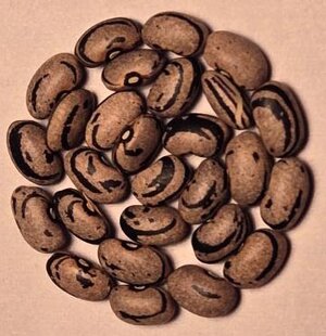 Zebra Aus Teneriffa.jpg