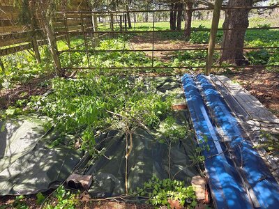 Camo tarp area south yard, 04-22-26, #1.jpg