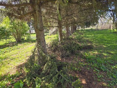 Camo tarp area south yard, 04-22-26, #3.jpg